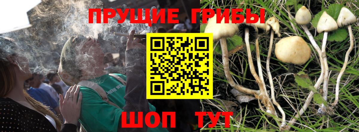 Псилоцибиновые грибы Cubensis  Псилоцибиновые грибы прущие грибы  Вход с VPN  Тихвин 
